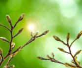 沃柑夏橙哪種更有發(fā)展前途（沃柑夏梢開(kāi)花是什么原因）