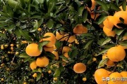 愛媛修剪視頻_被換接的品種有哪些 愛媛修剪視頻_被換接的品種有哪些