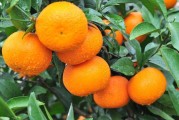 武鳴柑橘種植技術(shù)_廣西果農(nóng)如何順應(yīng)電商銷售新潮流
