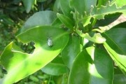 洞口柑橘種植技術視頻_宿松有哪些好玩的地方