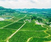 西充柑橘種植招聘技術員_南充市嘉陵區(qū)李渡鎮(zhèn)經度緯度是