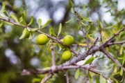 川金5號柑橘樹苗苗：優(yōu)質(zhì)高產(chǎn)新品種種植技術(shù)與管理要點(diǎn)解析
