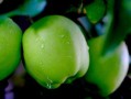 中國(guó)十大產(chǎn)區(qū)最好吃早熟柑桔盤點(diǎn)：鮮甜多汁的秋季果王來(lái)襲！