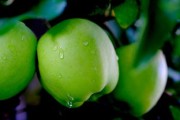 中國十大產(chǎn)區(qū)更好吃早熟柑桔盤點：鮮甜多汁的秋季果王來襲！