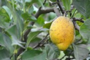早熟優(yōu)良柑橘新品種介紹視頻教程：手把手教你栽培技術(shù)與病蟲害防治完整指南