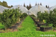 柑橘種植技術書籍名單_有一種叫九月黃的水果