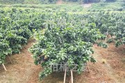 柑橘彎枝種植技術(shù)_8月份江淮地區(qū)桔子樹能修剪嗎