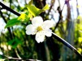 柑樹開(kāi)花可以打?；ū９巻幔ǜ虡溟_(kāi)花可以打保花保果藥嗎圖片）