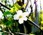 柑樹開花可以打?；ū９巻幔ǜ虡溟_花可以打?；ū９巻釄D片）