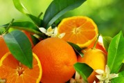 柑橘種植需要哪些技術_分享種植砂糖橘施肥技術經(jīng)驗