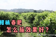 柑橘春肥的種植技術_十三香臍橙種植技術