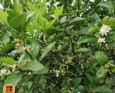 沃柑和橙子有啥區(qū)別（沃柑和橙子哪個(gè)營(yíng)養(yǎng)價(jià)值更好）