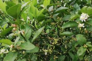 沃柑和橙子有啥區(qū)別（沃柑和橙子哪個(gè)營(yíng)養(yǎng)價(jià)值更好）