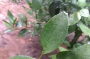 柑橘全年病蟲害和用藥_柑橘碎葉病如何防治