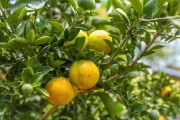 蜜桔幾月開花最好(蜜桔幾月份開花) 蜜桔幾月開花最好(蜜桔幾月份開花)