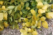 柑橘4月種植技術(shù)_柑橘種植北界是秦嶺還是南嶺