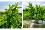 柑橘抹芽種植技術(shù)_檸檬樹(shù)養(yǎng)殖方法是怎樣的