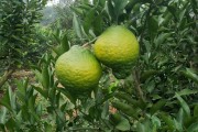 柑橘桔的種植技術(shù)_3500畝的柑橘園是如何進(jìn)行種植管理的
