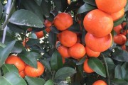柑橘種植技術(shù)全過程_柑橘謝花80