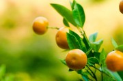柑橘高產(chǎn)優(yōu)質種植技術_如何同時解決柑橘的采前落果裂果爛果