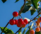 全國大脆蜜金桔種植基地在哪里（脆蜜金桔苗哪里賣）