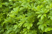 柑橘幼樹(shù)嫁接前可以施肥嗎？專家解答施肥注意事項(xiàng)與技巧