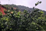 柑橘秋季病蟲害防治技術(shù)_桂花的蟲病害及防治技巧有哪些