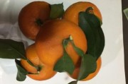 砂糖柑橘種植技術(shù)海拔_檸檬的種植條件有哪些