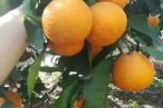 日本柑橘種植新技術_愛媛柑橘最高端的早熟柑橘品種
