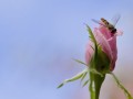 沃柑種下多久開(kāi)花結(jié)果（沃柑種下多久可以施肥）