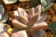 紅美人柑橘病蟲害管理技術(shù)_紅美人種植技術(shù)與管理 紅美人柑橘病蟲害管理技術(shù)_紅美人種植技術(shù)與管理