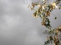 四川眉山正宗耙耙柑苗：高產(chǎn)優(yōu)質(zhì)品種推薦與種植技術(shù)解析