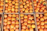 全國(guó)各產(chǎn)區(qū)柑橘上市時(shí)間表詳解：季節(jié)指南與選購(gòu)技巧全解析