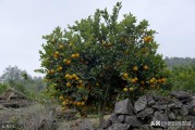 國外柑橘果樹種植先進技術(shù)_農(nóng)田種柑橘合法嗎