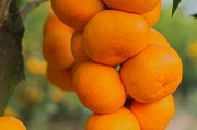 柑橘開荒種植技術(shù)視頻_百香果種植技術(shù)教育視頻 柑橘開荒種植技術(shù)視頻_百香果種植技術(shù)教育視頻