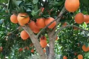 柑橘種植技術(shù)與銷路_種植百香果有市場(chǎng)嗎