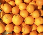 3月份柑橘應(yīng)該打哪些藥物（三月柑橘的管理技術(shù)要點(diǎn)）