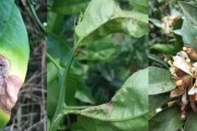 柑橘開春種植技術(shù)_西瓜跟柑橘樹套種有何影響 柑橘開春種植技術(shù)_西瓜跟柑橘樹套種有何影響