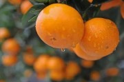 金秋柑橘幼苗病蟲害用藥_除夜蛾外還有哪些害蟲會(huì)導(dǎo)致柑桔腐爛