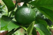 柑橘種植肥水管理技術(shù)_柑橘?；ㄓ檬裁此? title=