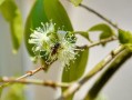 嫁接柑橘樹(shù)取什么芽？關(guān)鍵技巧與芽位選擇方法解析