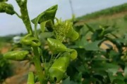 柑橘樹防治病蟲害_如何防治柑橘類果實(shí)貯藏期間的青霉病和綠霉病