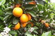 小瓢蟲(chóng)柑橘種植技術(shù)_如何管理能增加冰糖橙的甜度