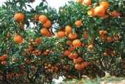本地柑橘種植技術_佛手前景如何