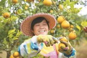港北區(qū)柑橘種植技術(shù)_發(fā)財(cái)果沙糖桔過(guò)年前是否會(huì)漲價(jià)