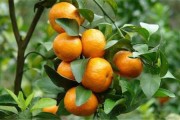 柑橘種植技術(shù)課程_柑橘樹(shù)掉網(wǎng)怎么用