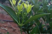 柑橘冬季種植技術(shù)_柑橘冬季嫁接方法