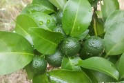 7月柑橘季節(jié)預(yù)防病蟲(chóng)害_柑橘放晚夏梢有利有弊