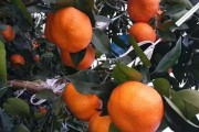 維持春見柑橘種植技術_甘平柑橘和明日見柑橘哪個好