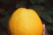 陽光一號(hào)早熟柑橘：早熟優(yōu)質(zhì)新品種，引領(lǐng)柑橘市場(chǎng)新潮流！